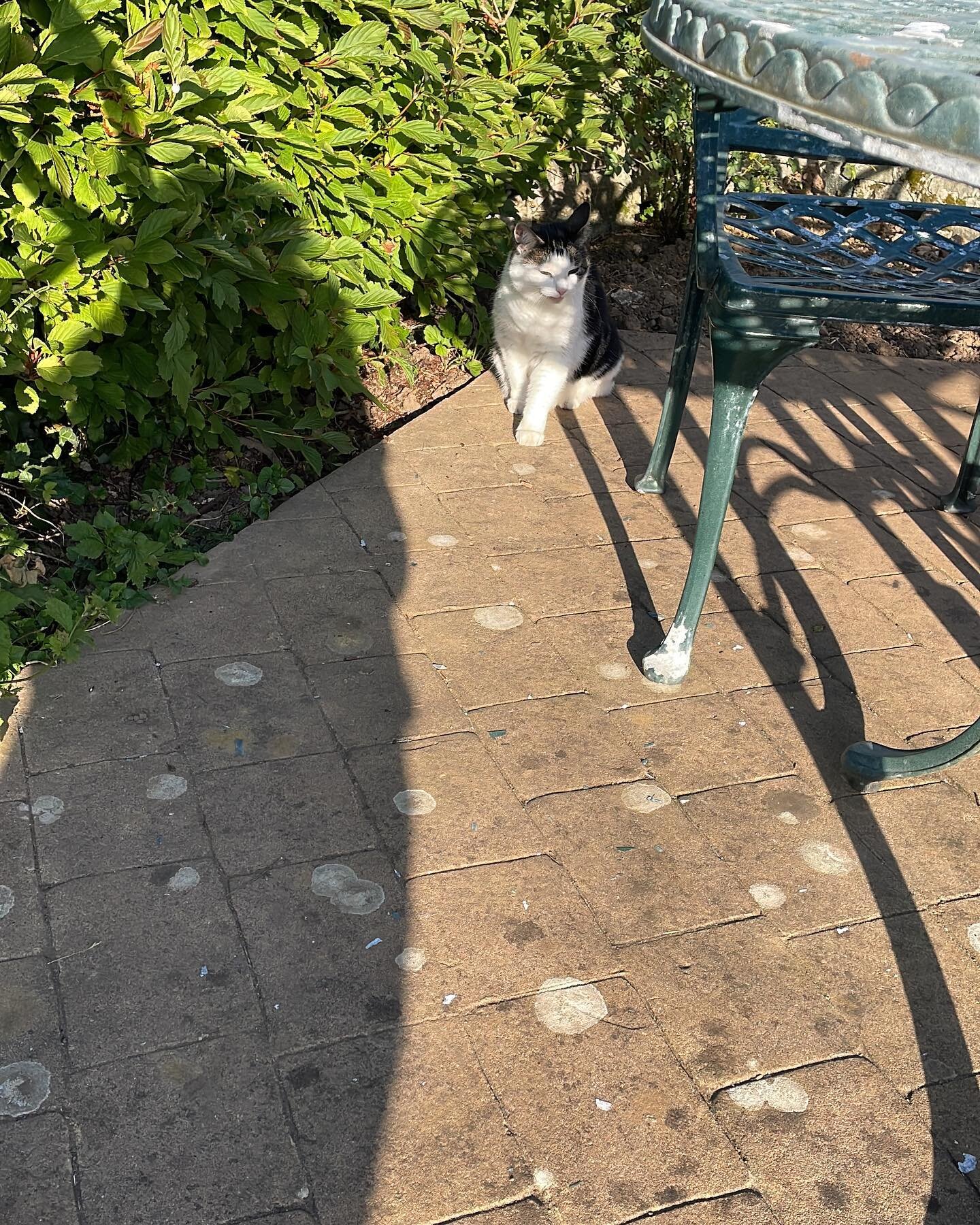 The good thing with &lsquo;house&rsquo; cats is you don&rsquo;t get little presents! Now exploring her new garden, she&rsquo;s found a nest and I had to lure her in with dreamies, just to give the poor little buggers half a chance :( I know it&rsquo;