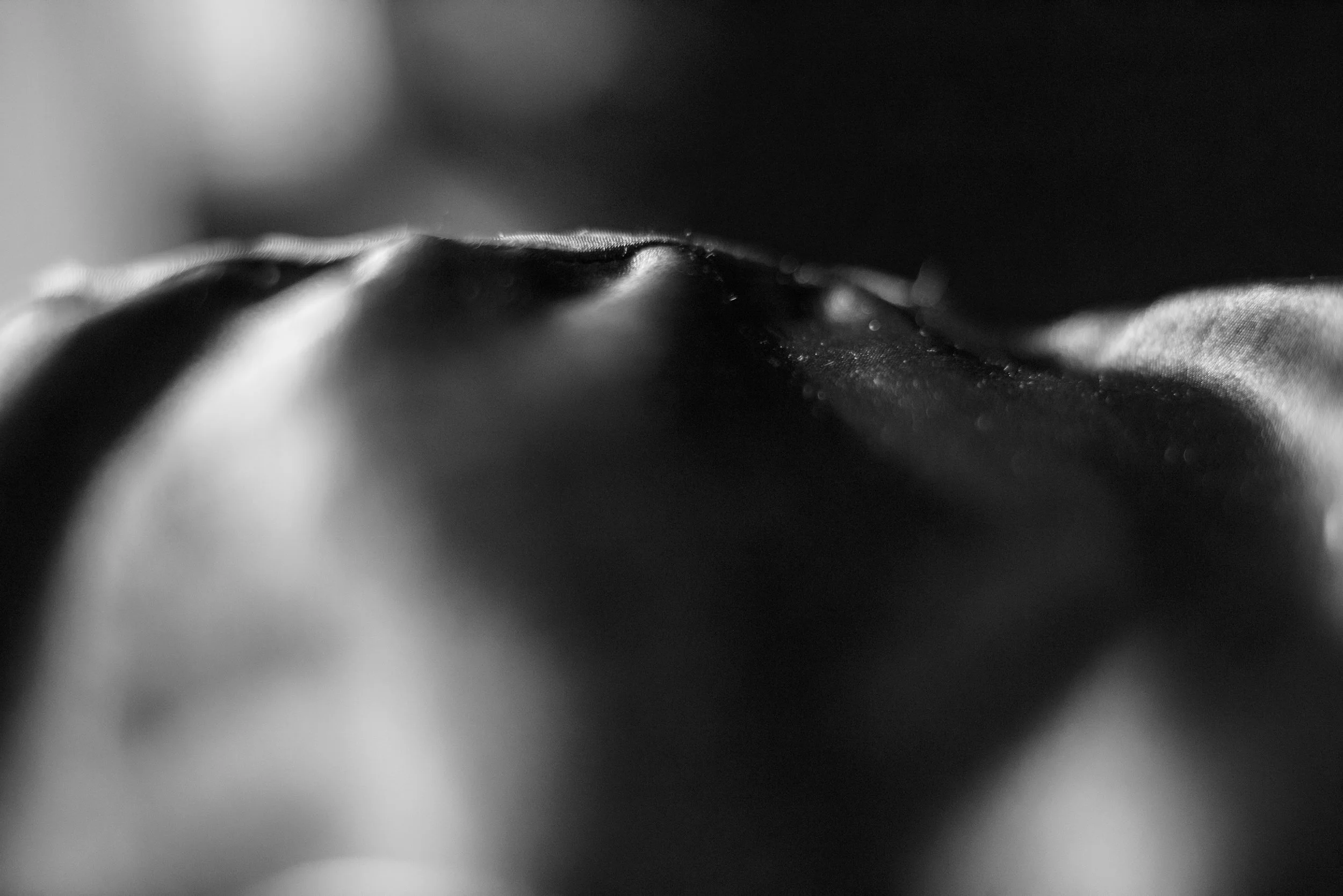 _MG_97811bw.jpg