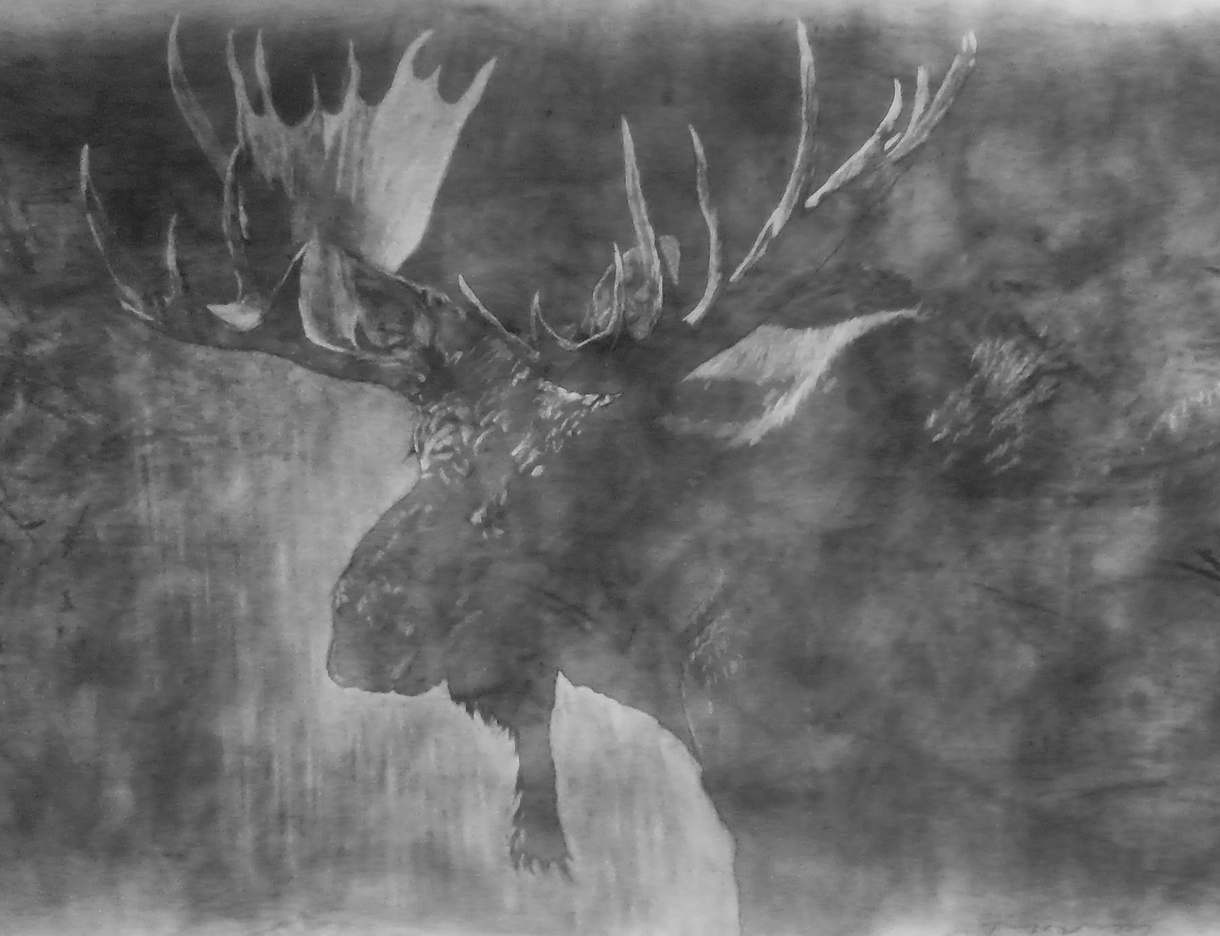 Moose in prog 1.jpg