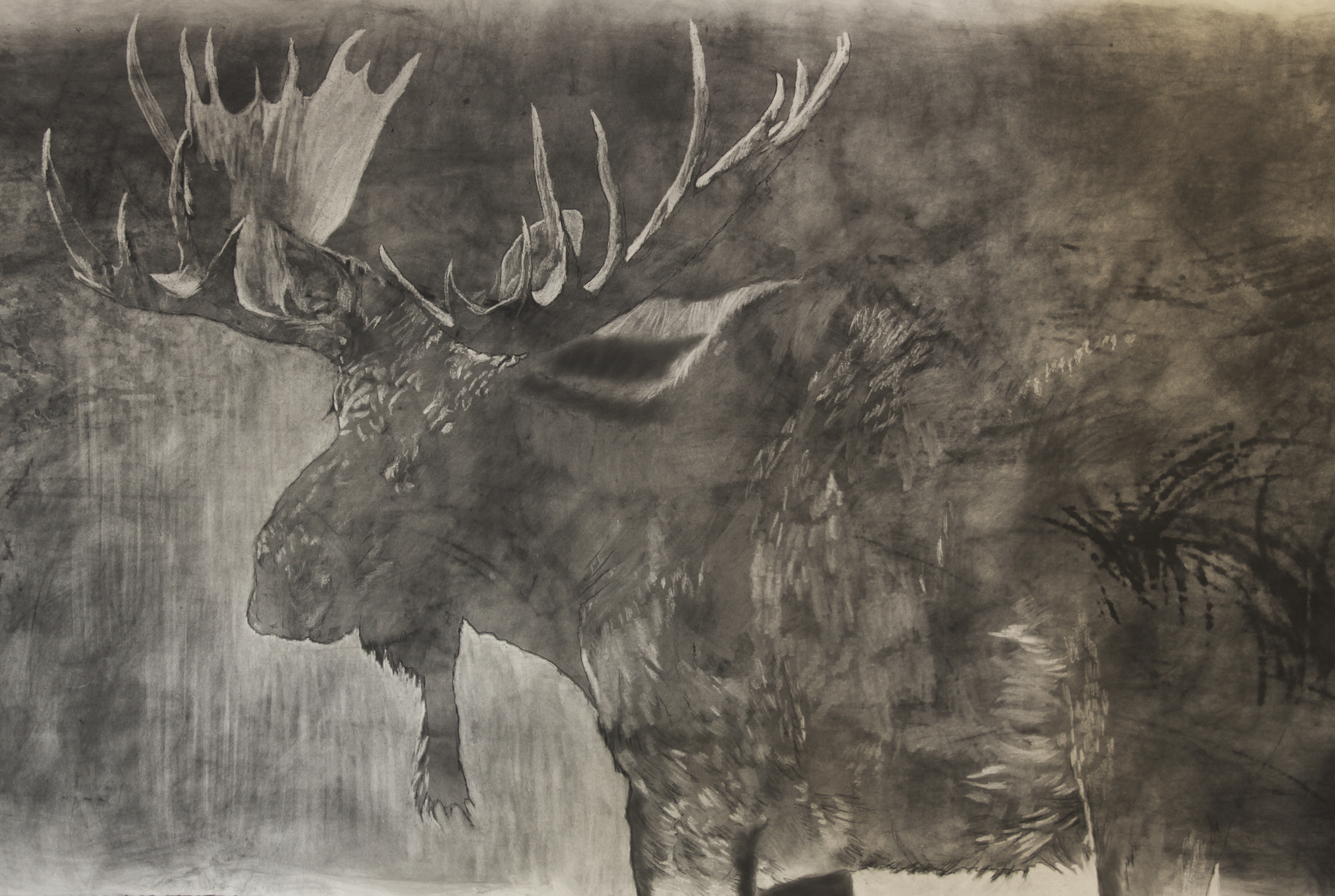 Moose in prog 2.jpg