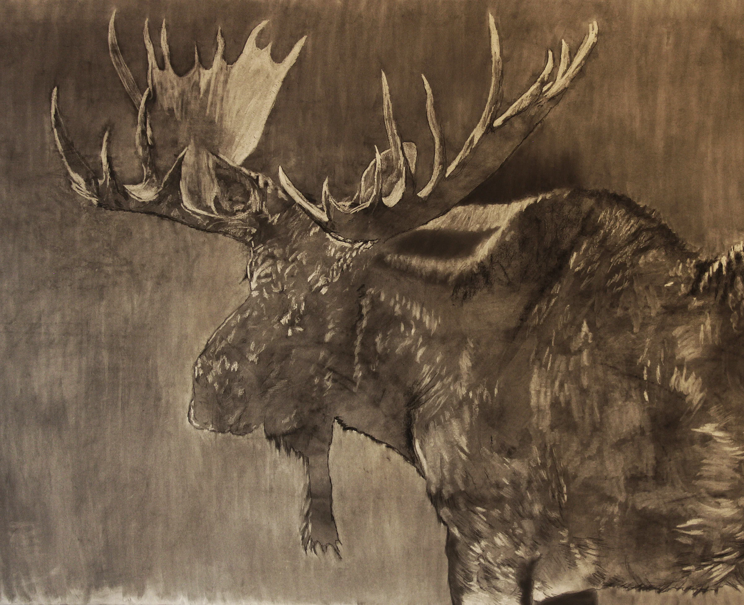 Moose in prog 3.jpg