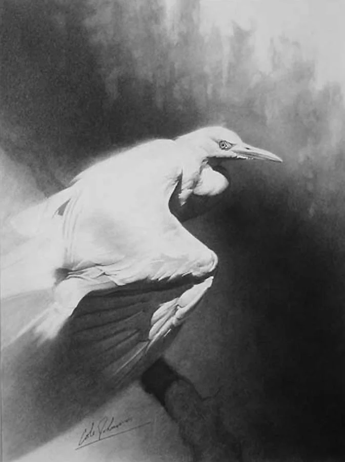e Cattle Egret.jpg