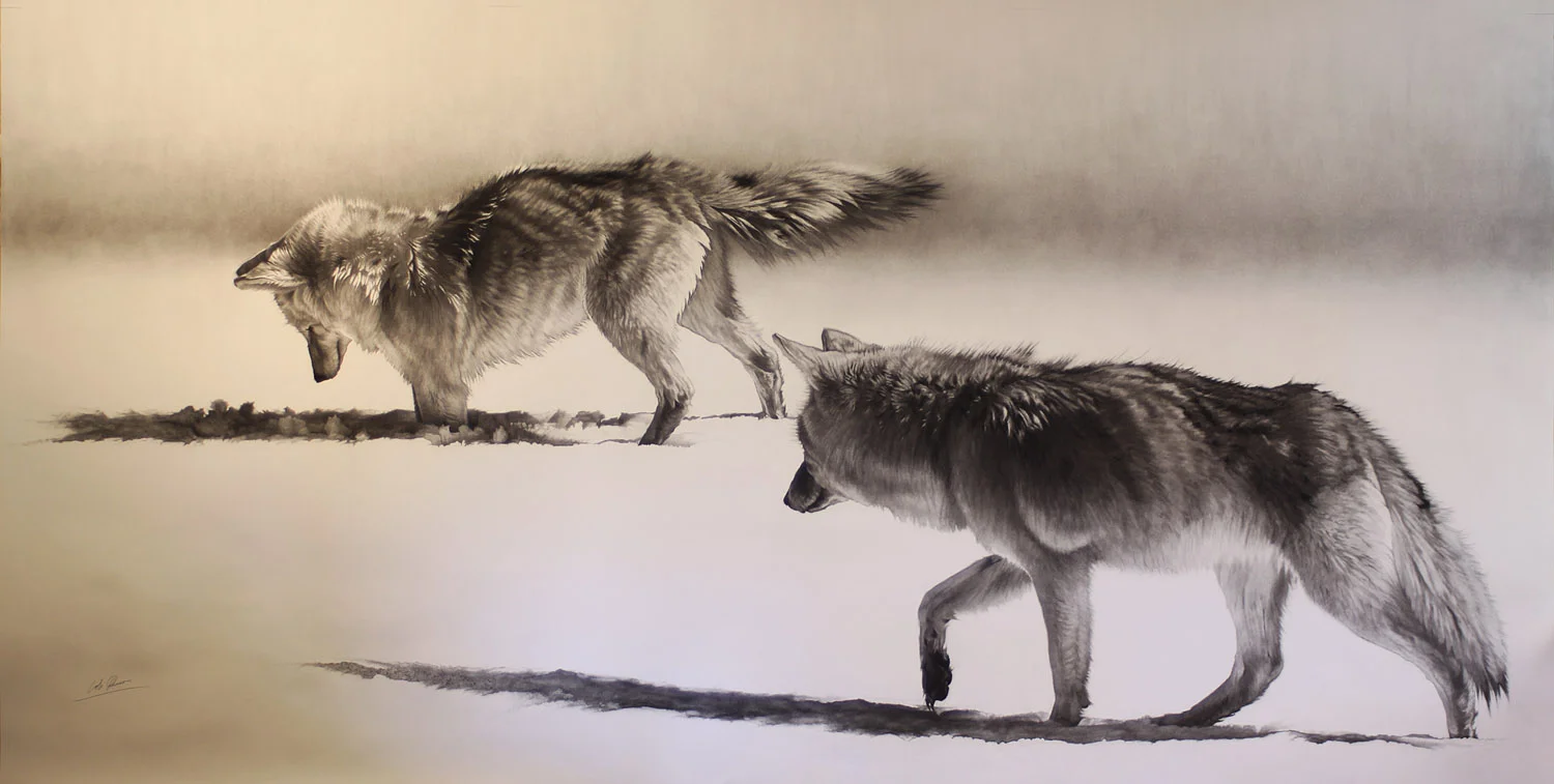 e Coyotes Hunting.jpg