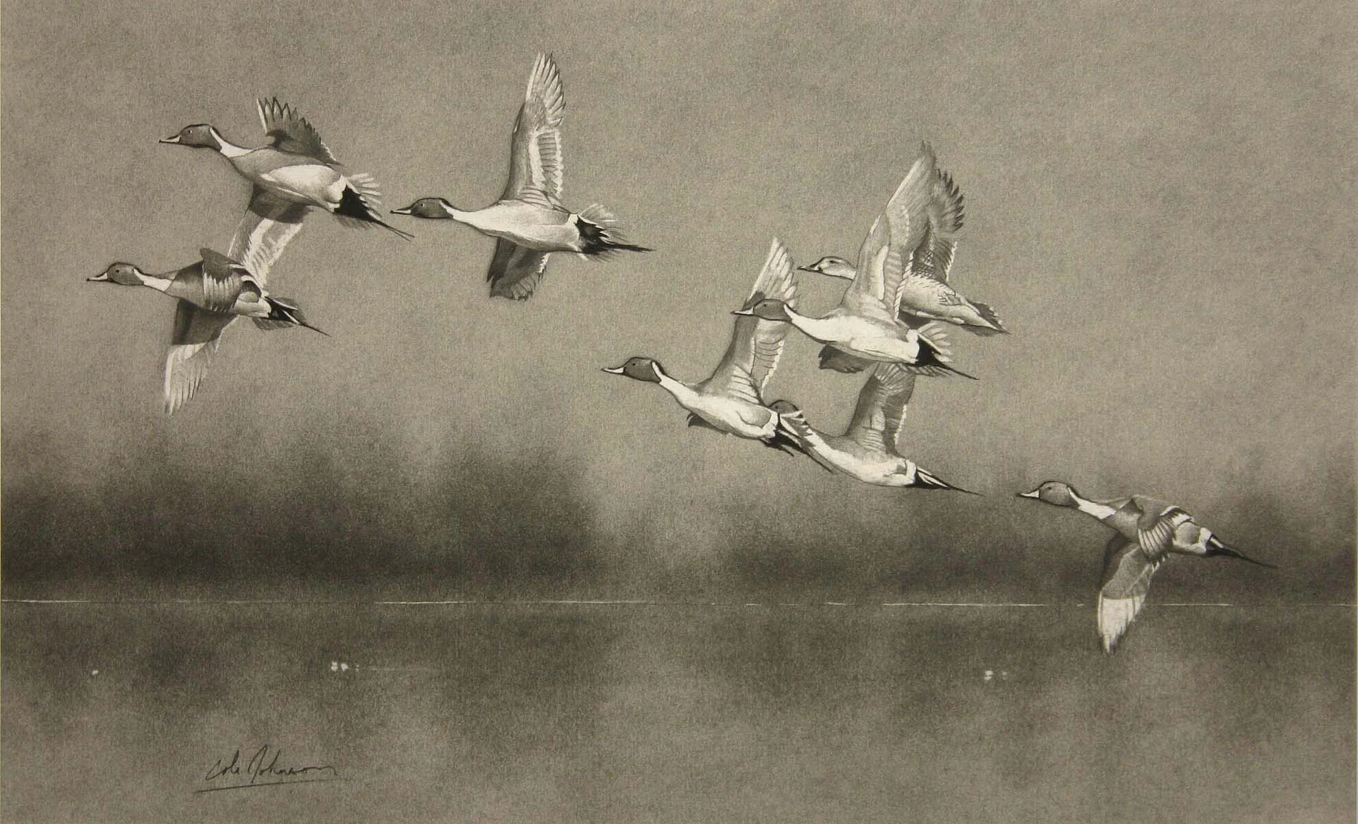 e pintails.jpg