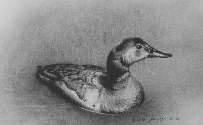 Canvasback.jpg