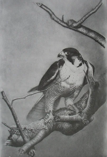 Peregrine.jpg