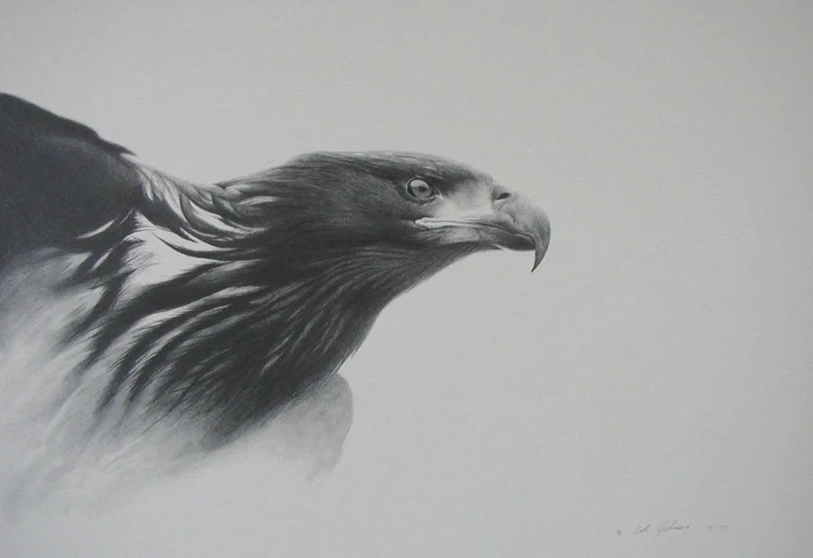 Young Eagle.jpg