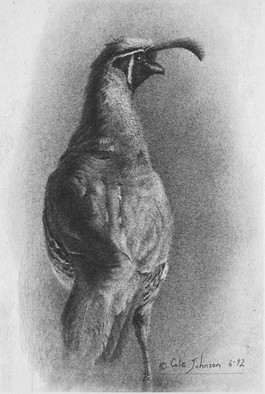 Quail.jpg