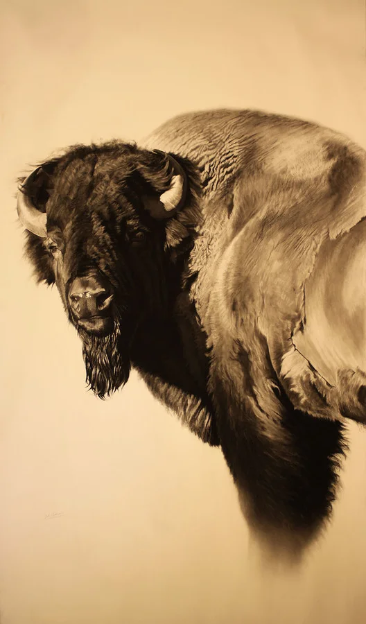 e Bison Study II.jpg