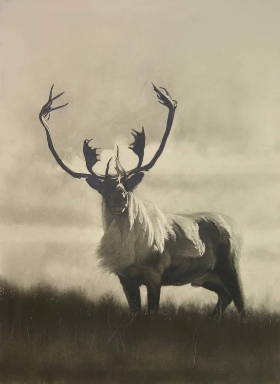 e Labradore Bull.jpg