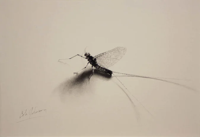 e Mayfly Spinner Study.jpg