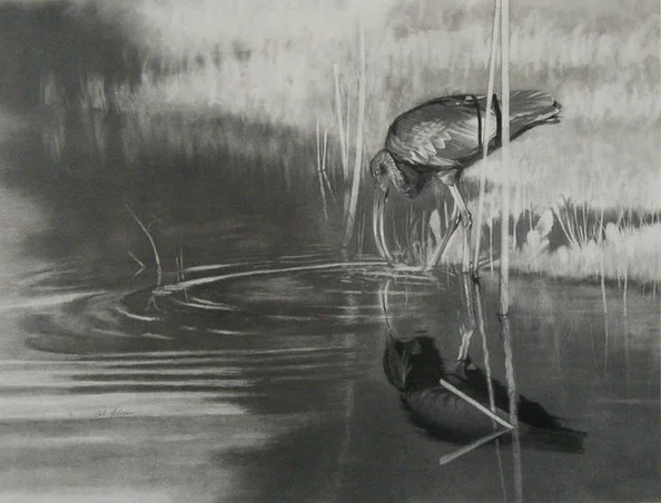 EM Glossy Ibis.jpg