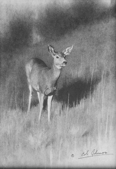 EM Mulie Doe.jpg