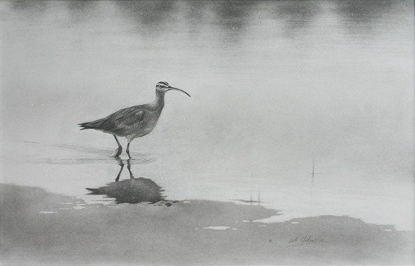 Email Whimbrel.jpg