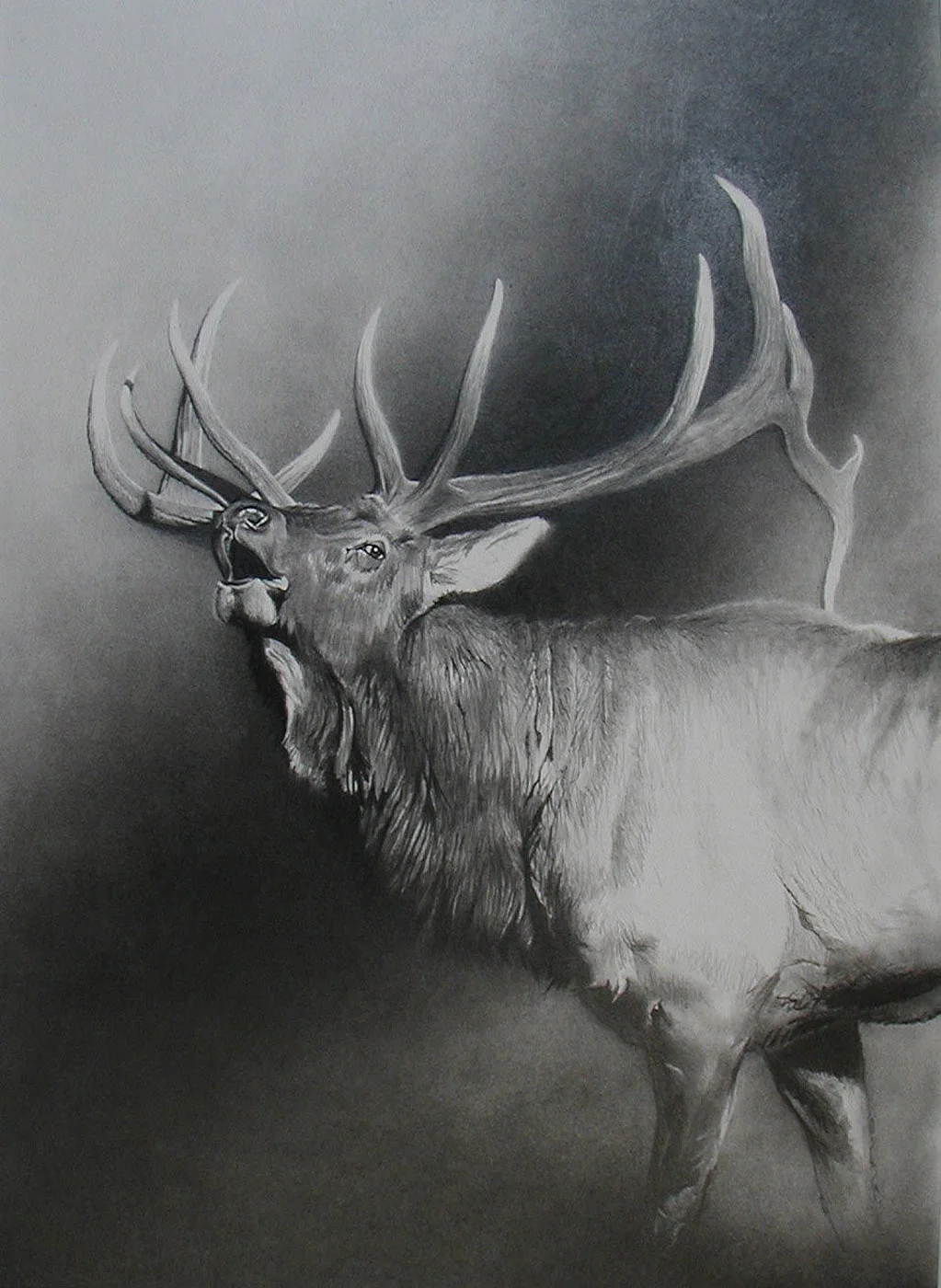 e Bull Elk.jpg