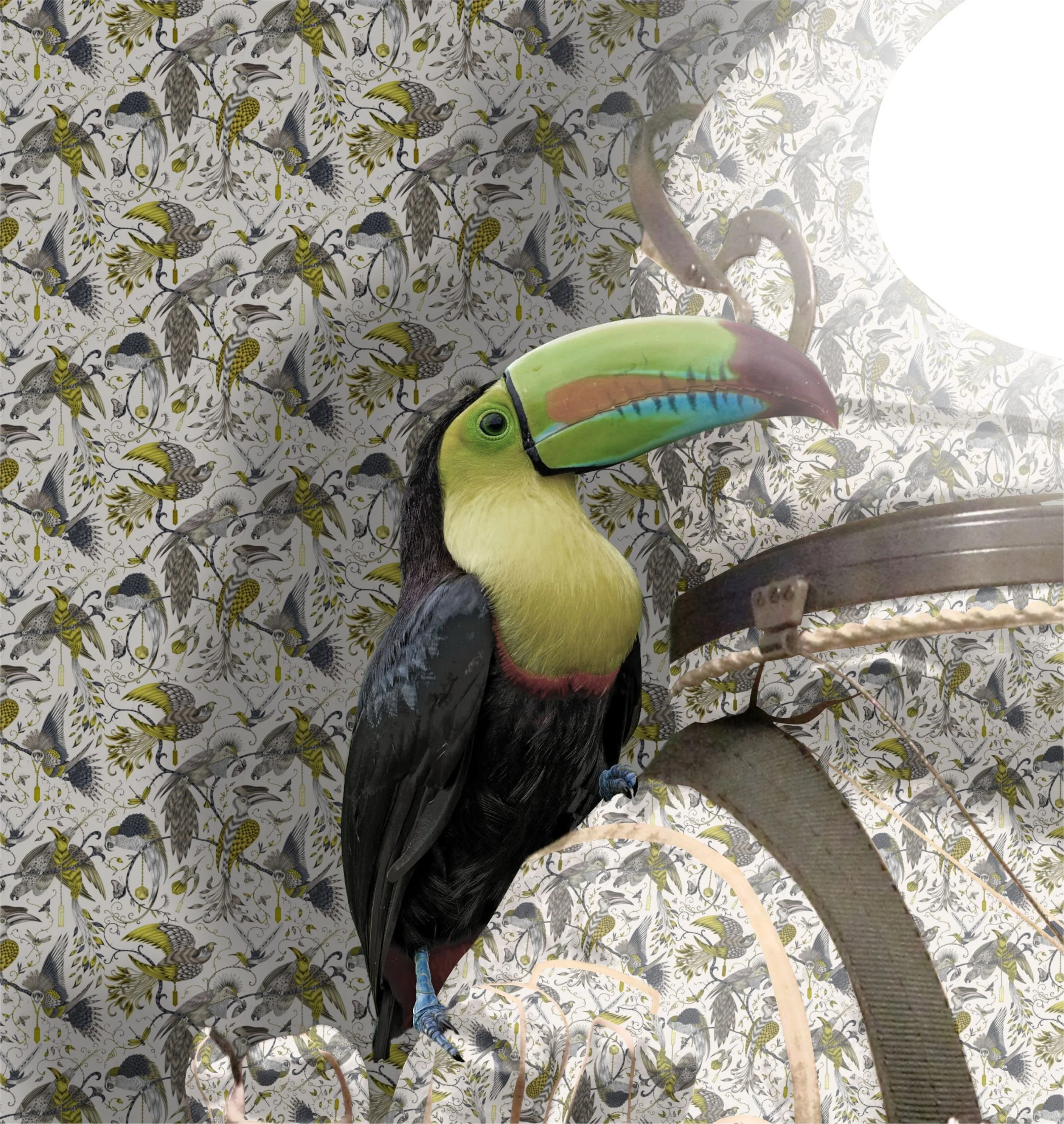 Flight (Closeup Toucan).jpg