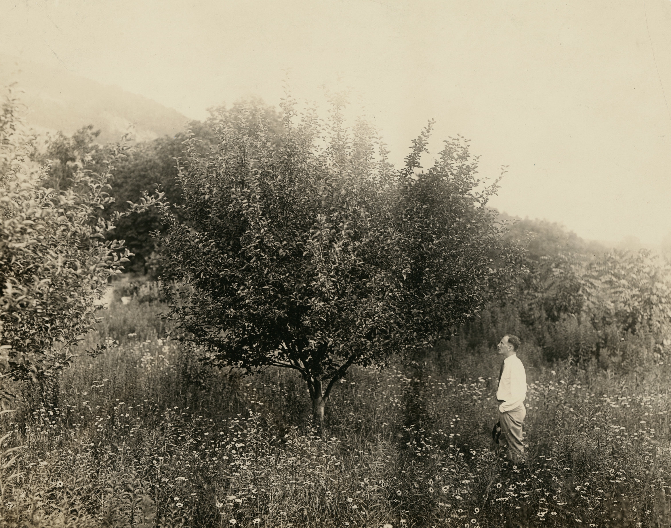 farm manager morris looking up at an apple tree.jpg