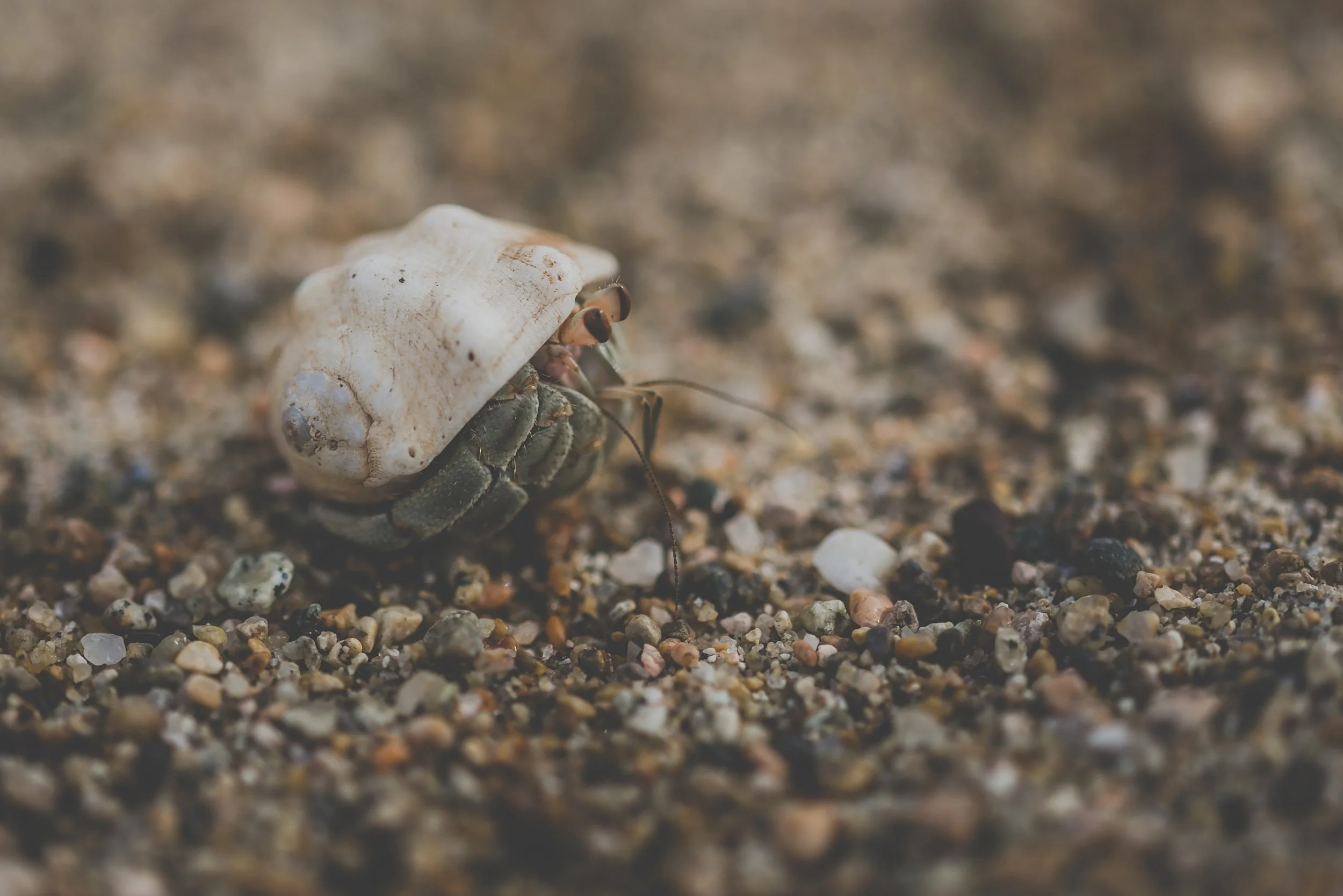 Learning Adaptability in Community