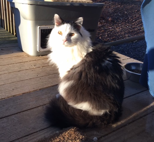 Sampson_Outside.jpeg