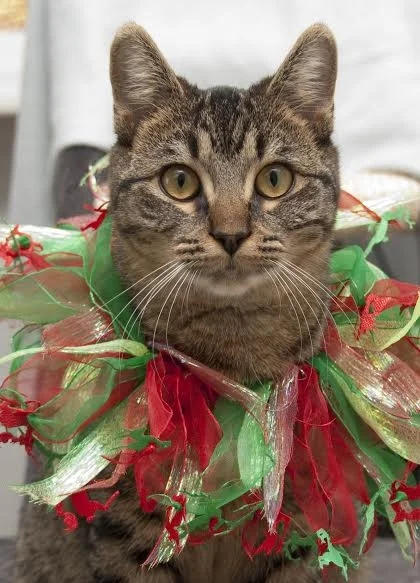 Jingle Your Own Bells