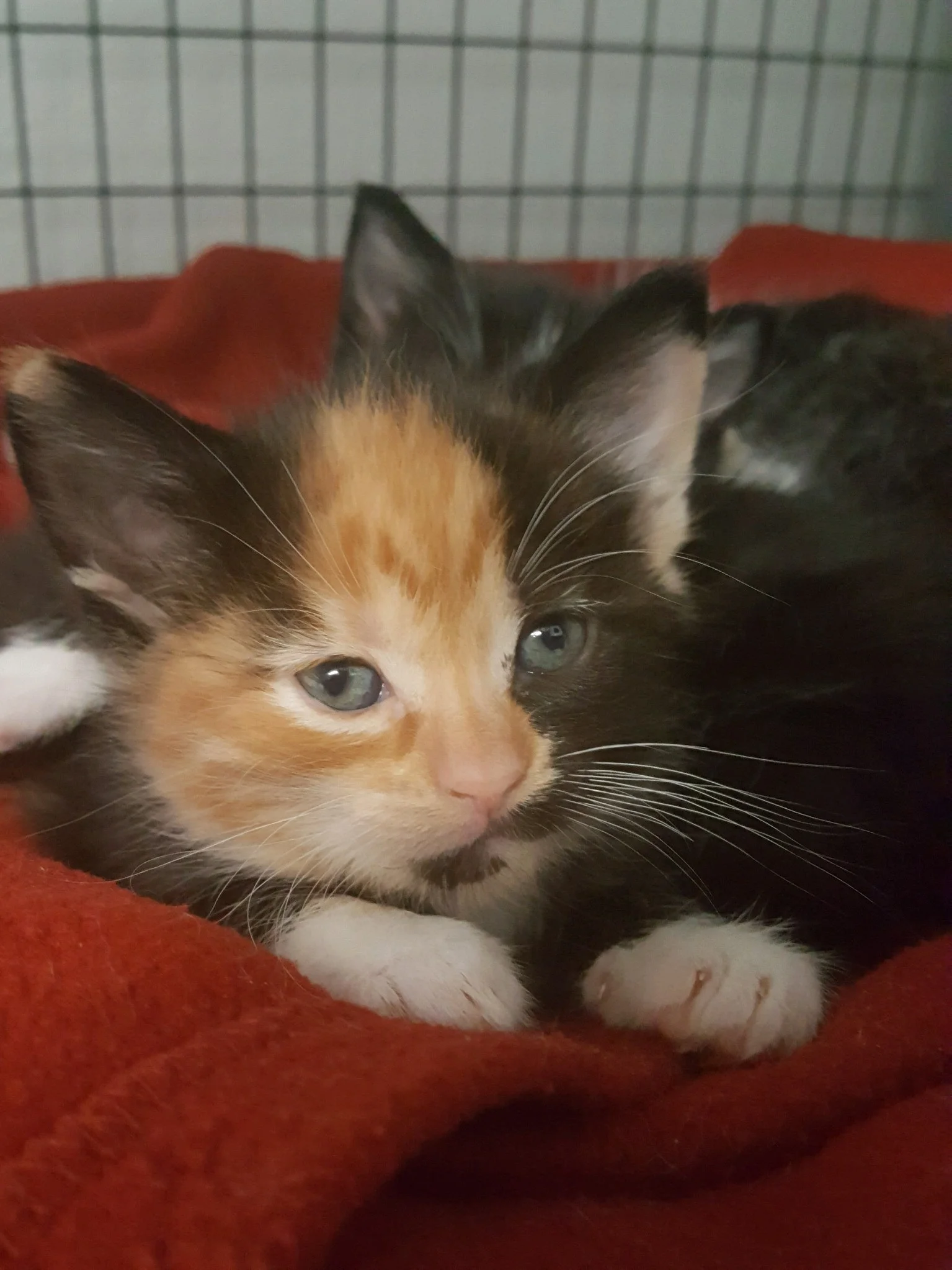 So Much Cuteness