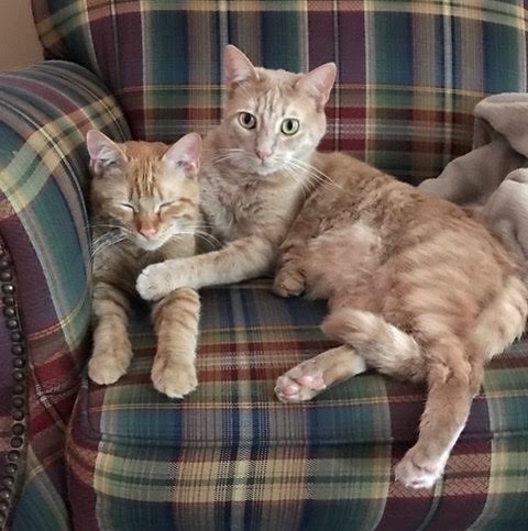 "Cats and Friends" 1st Place - #24 Sydney Klocke
