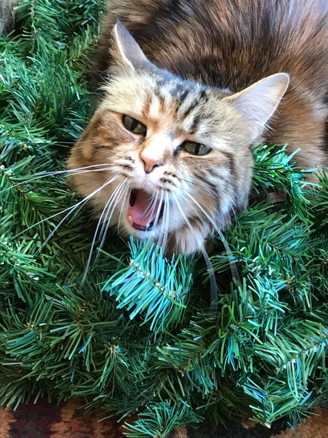"Cat-Ti-Tude" 2nd Place Tie - #5 Teresa Brothers