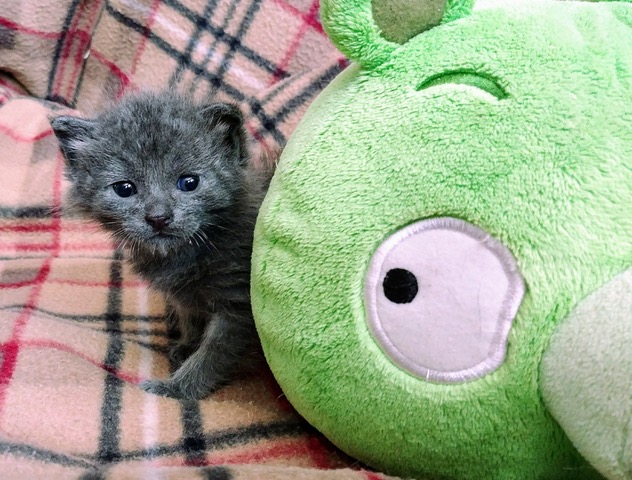 "Cutest Cat" 1st Place - #78Kelli Miller
