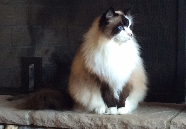 "Diva Cat" 1st Place - #37 Jenny Buckner