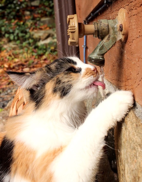 "Funniest Cat" 1st Place - #63 Nicole Smith