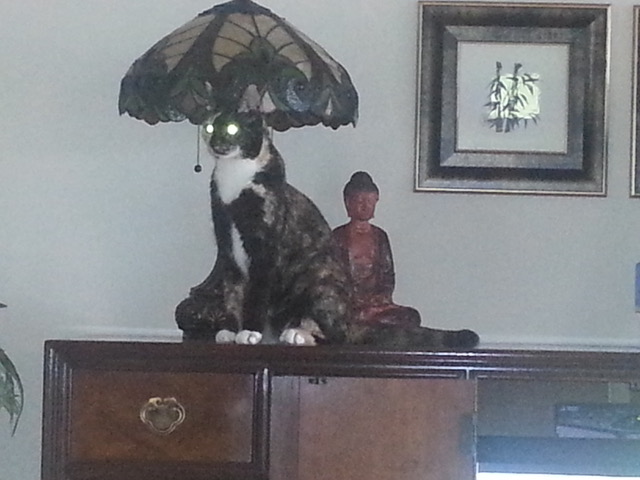 "Funniest Cat" 2nd Place - #66 Janis Mullen