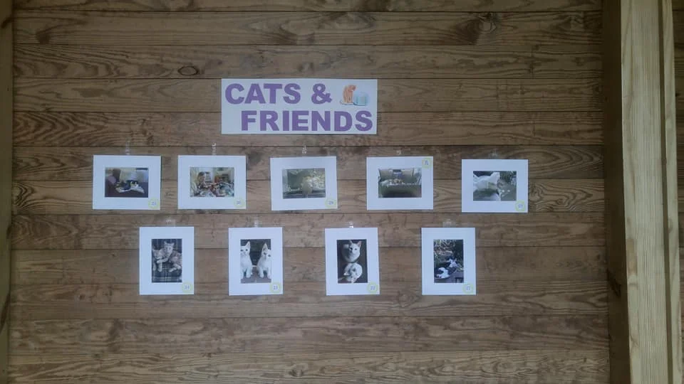 Cats & Friends Category