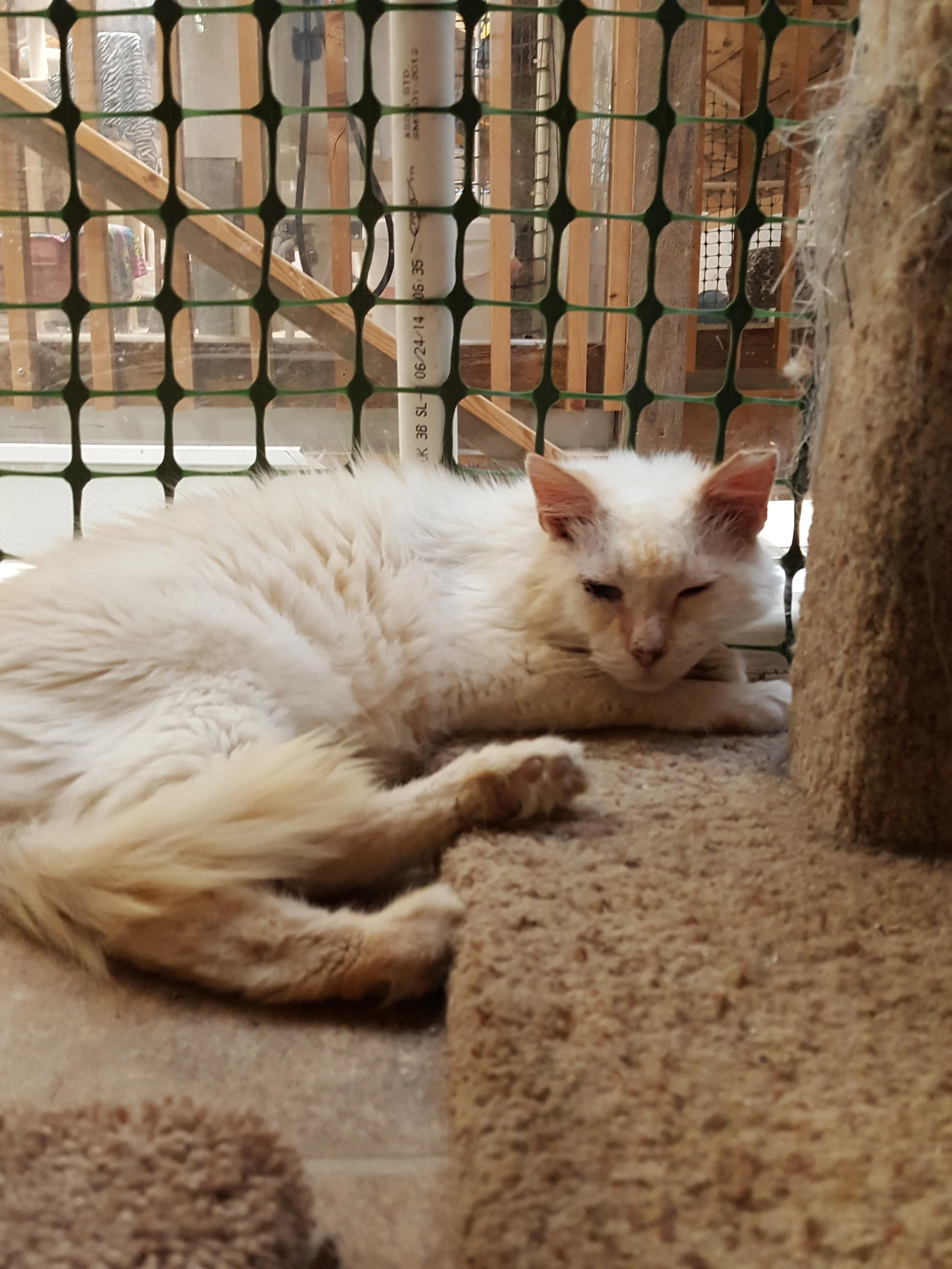 Furever at Rest, Sweet Potter
