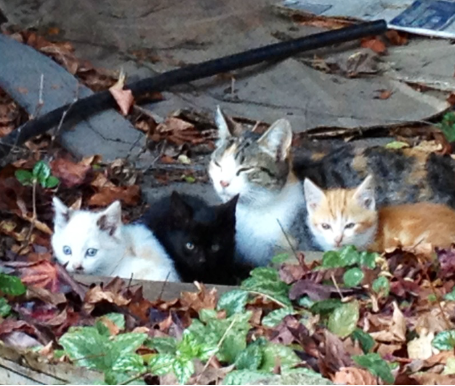 Gone too soon, gentle momma, Callie