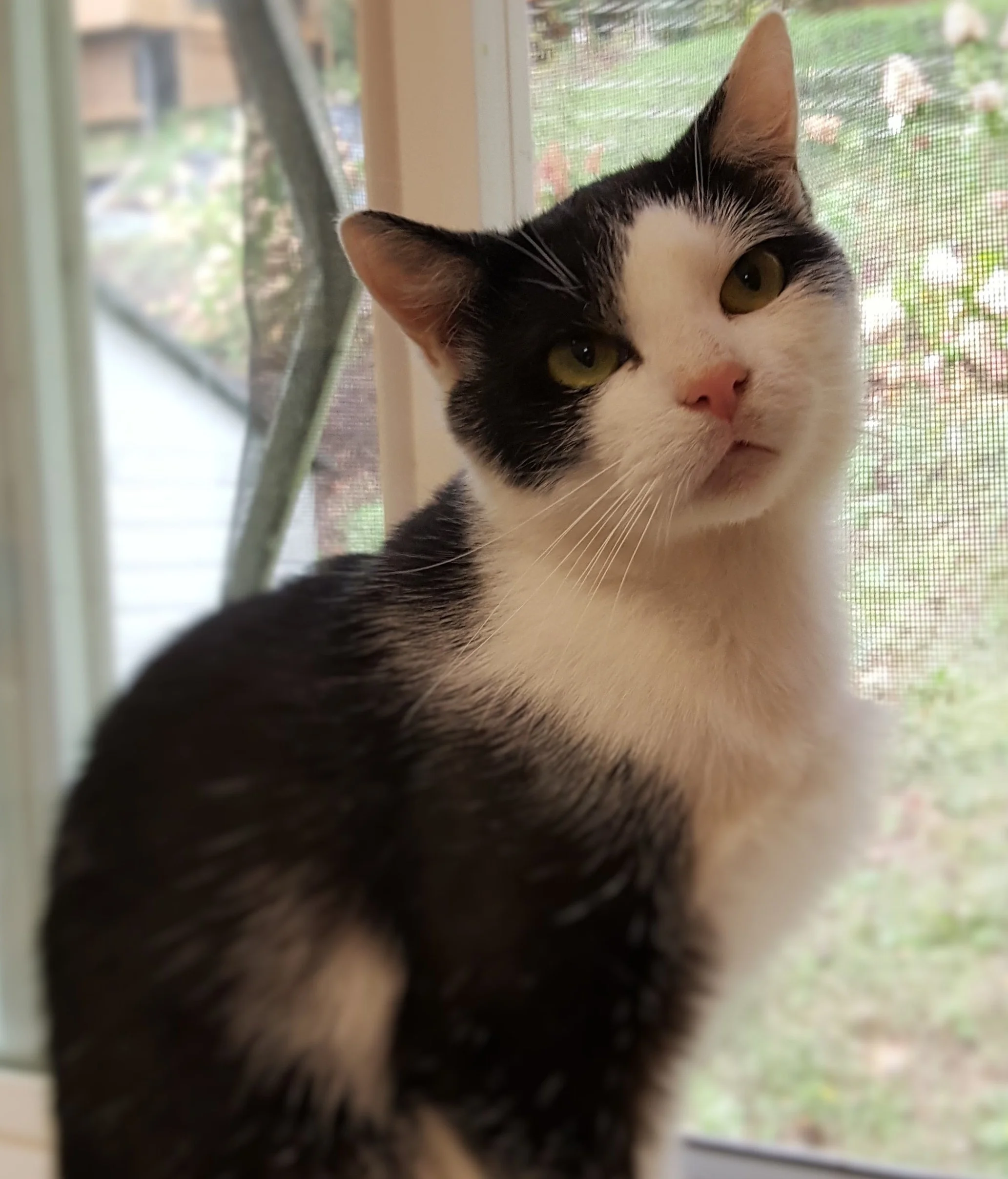 Oreo.jpg