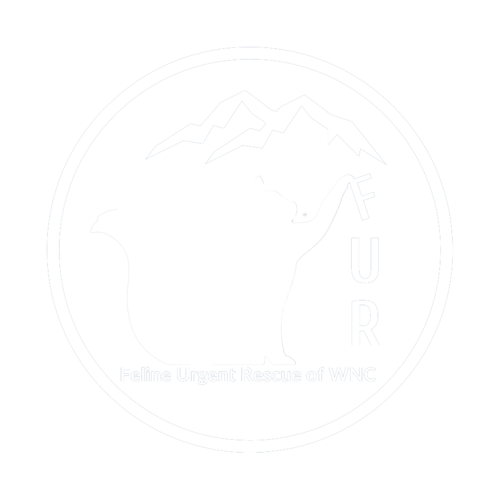 What s In A Fur Color FUR Of WNC what-s-in-a-fur-color-fur-of-wnc