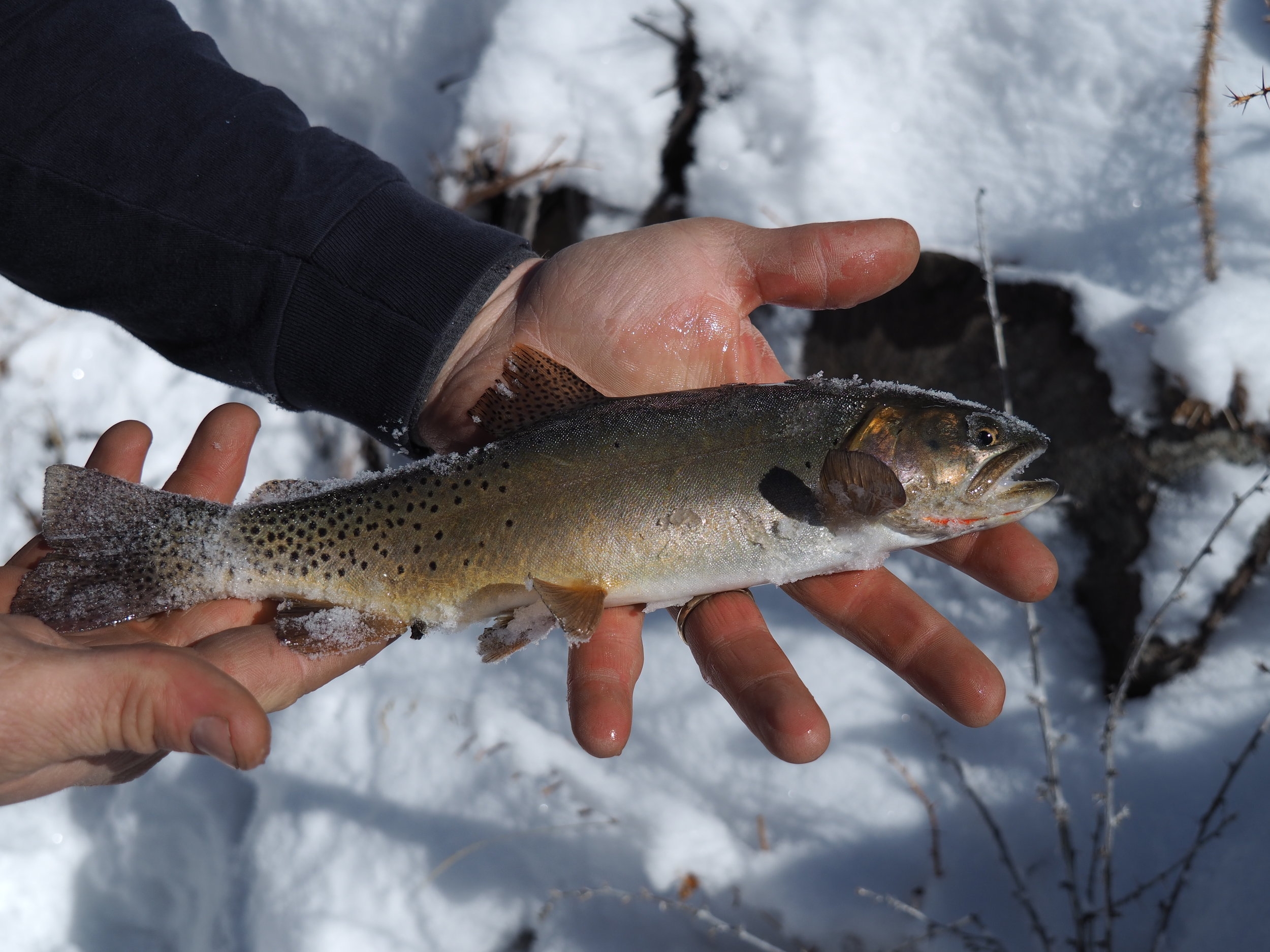  Yellowstone cutthroat caught on the way back to the trailhead. 