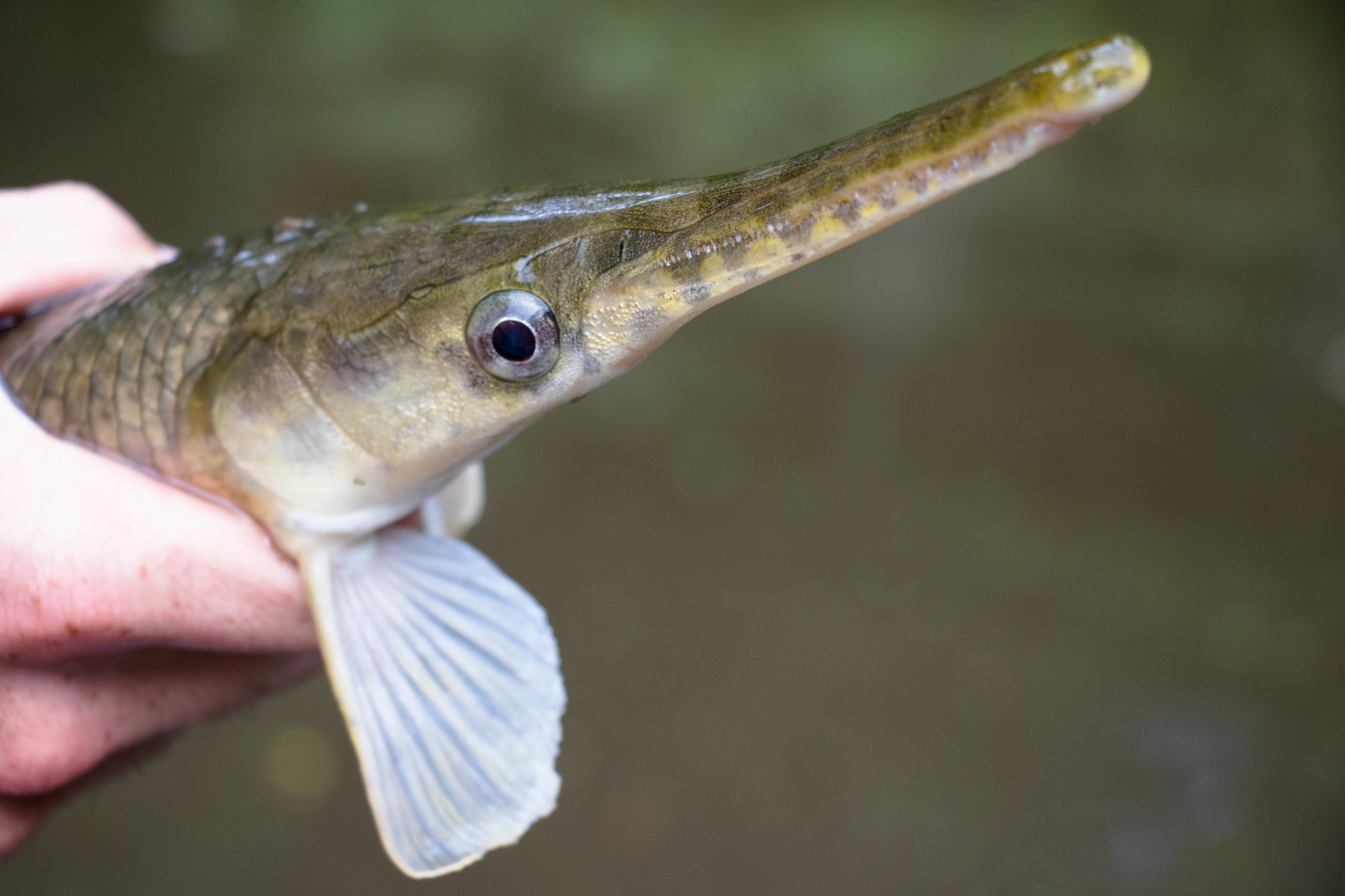 From Rough Fish to Fine Dish: Catching and Cooking Gar — Roots