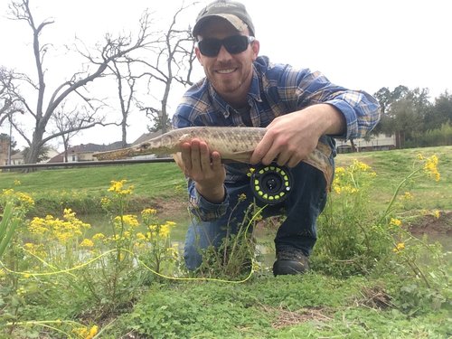  A small spotted gar from a Houston ditch 