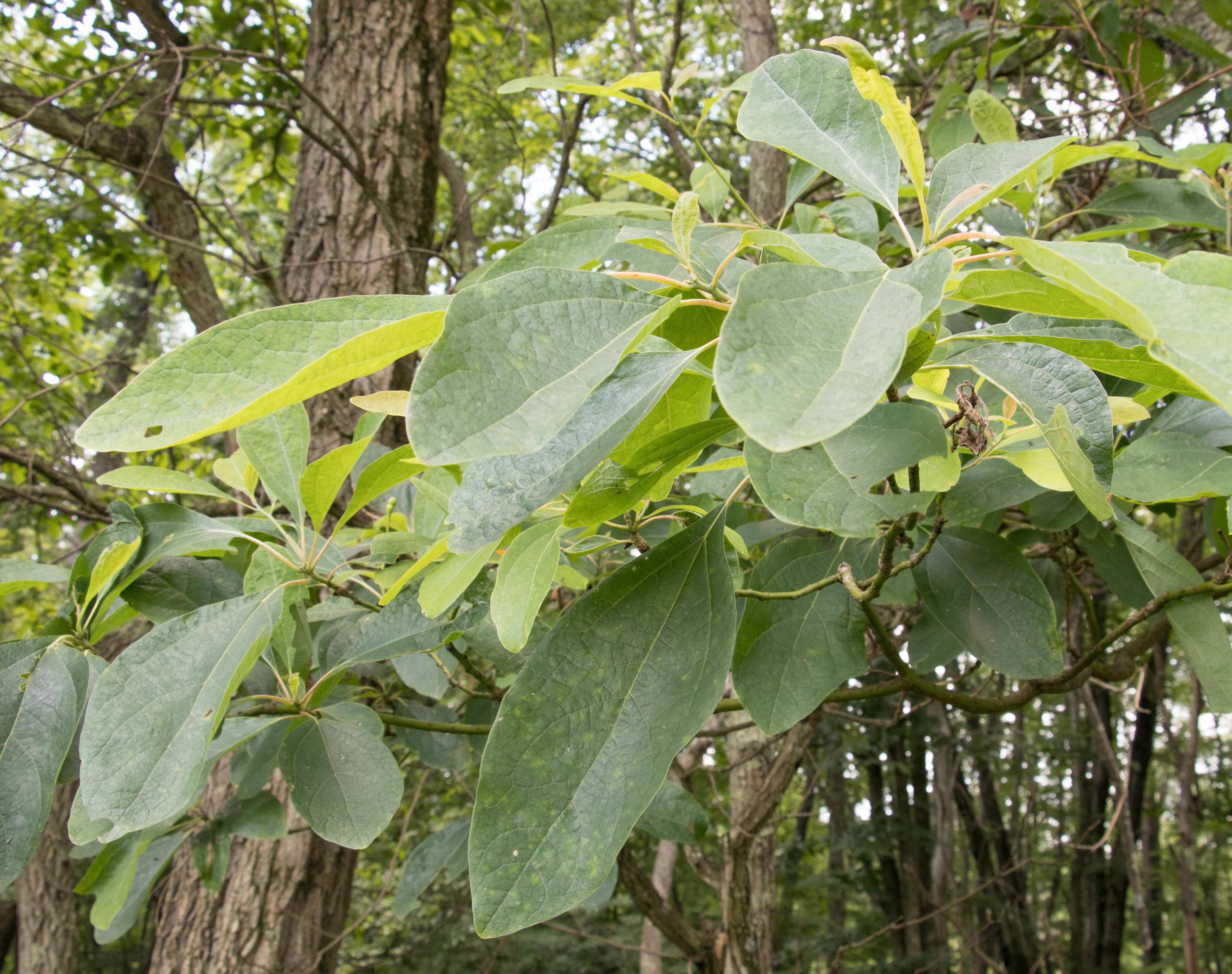  Sassafras leaves in the summer 