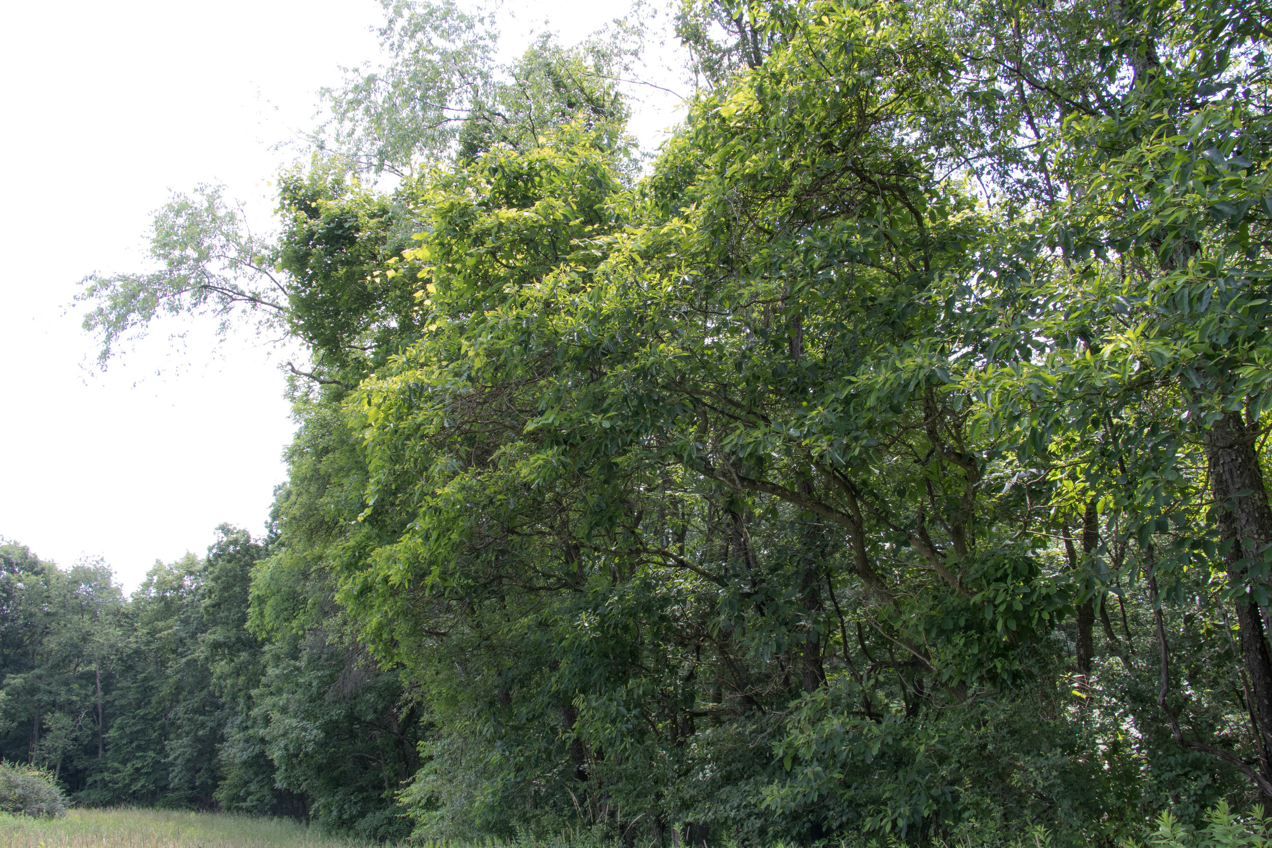  Sassafras trees are fairly common and can be found at the edges of clearings or meadows. 