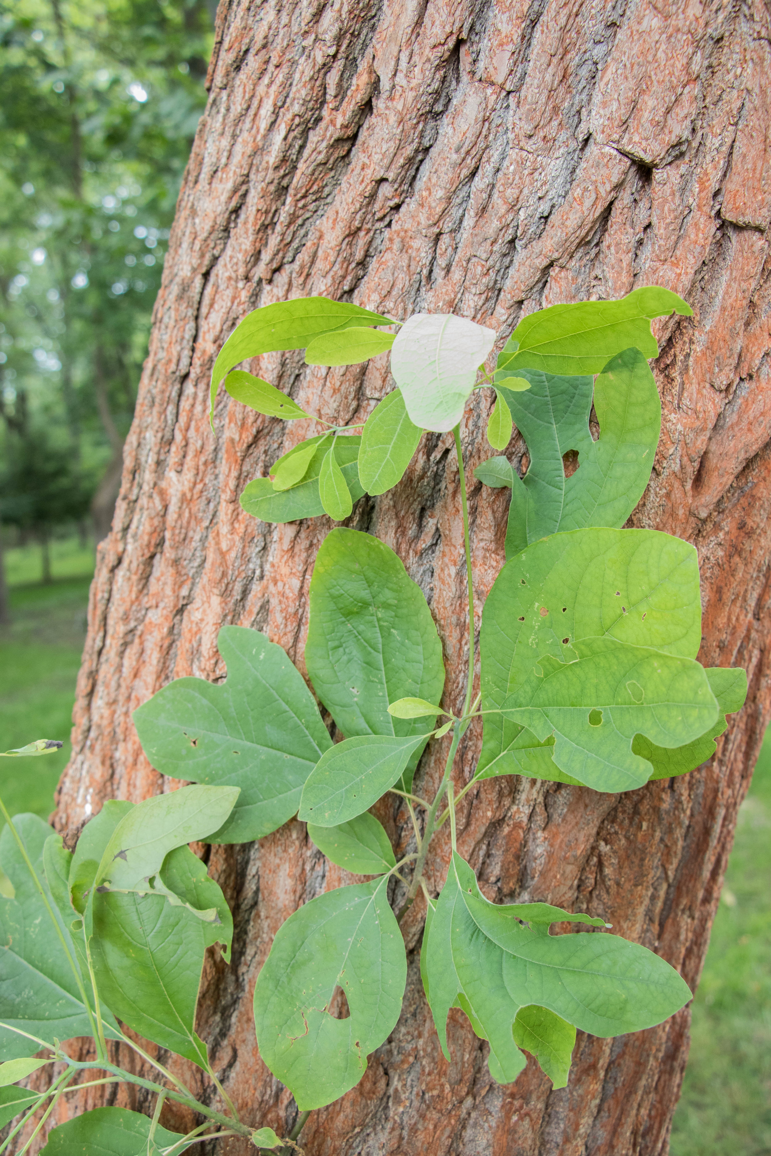  Sassafras leaves and trunk 