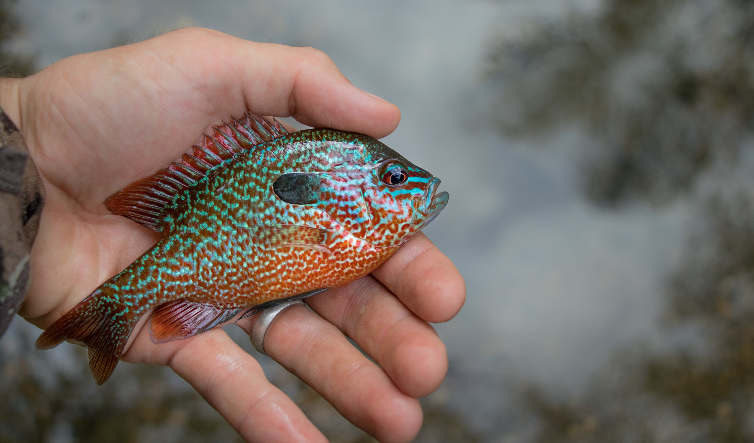  The colors of the longear sunfish were exquisite! 