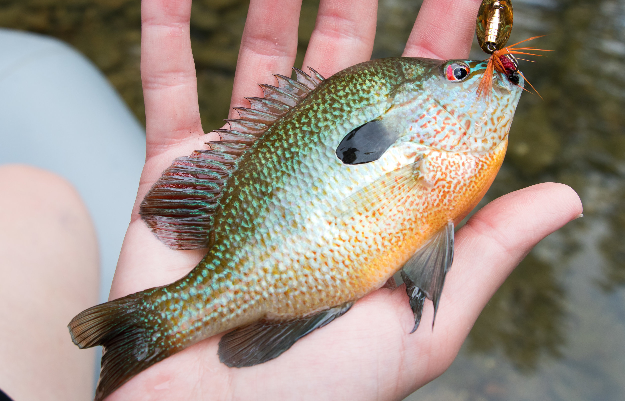  Another gorgeous longear sunfish 