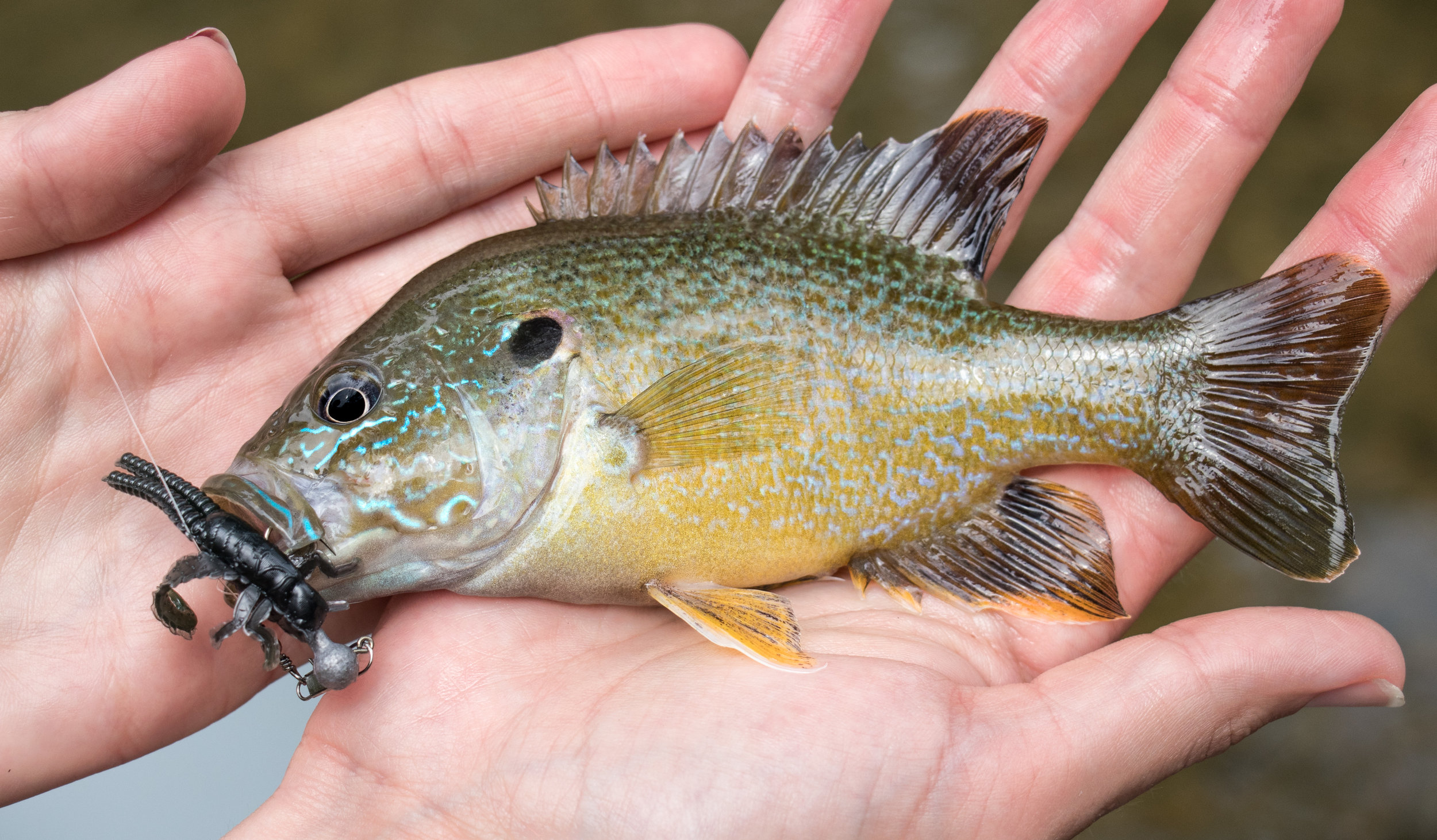  A green sunfish hooked by a Big Bite Bait black cricket 