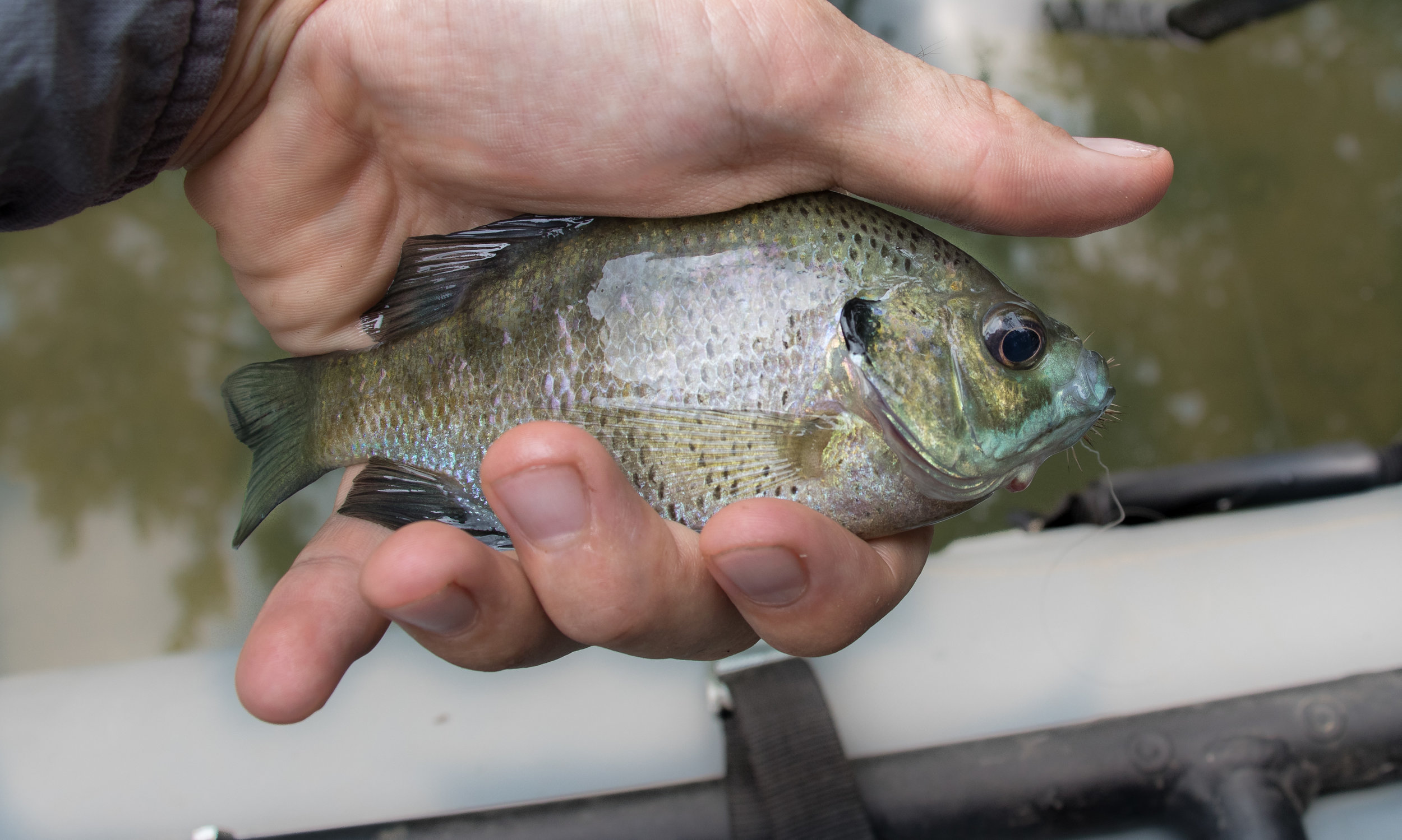  The only bluegill that we caught on the whole trip. He was enticed by a foam terrestrial fly 