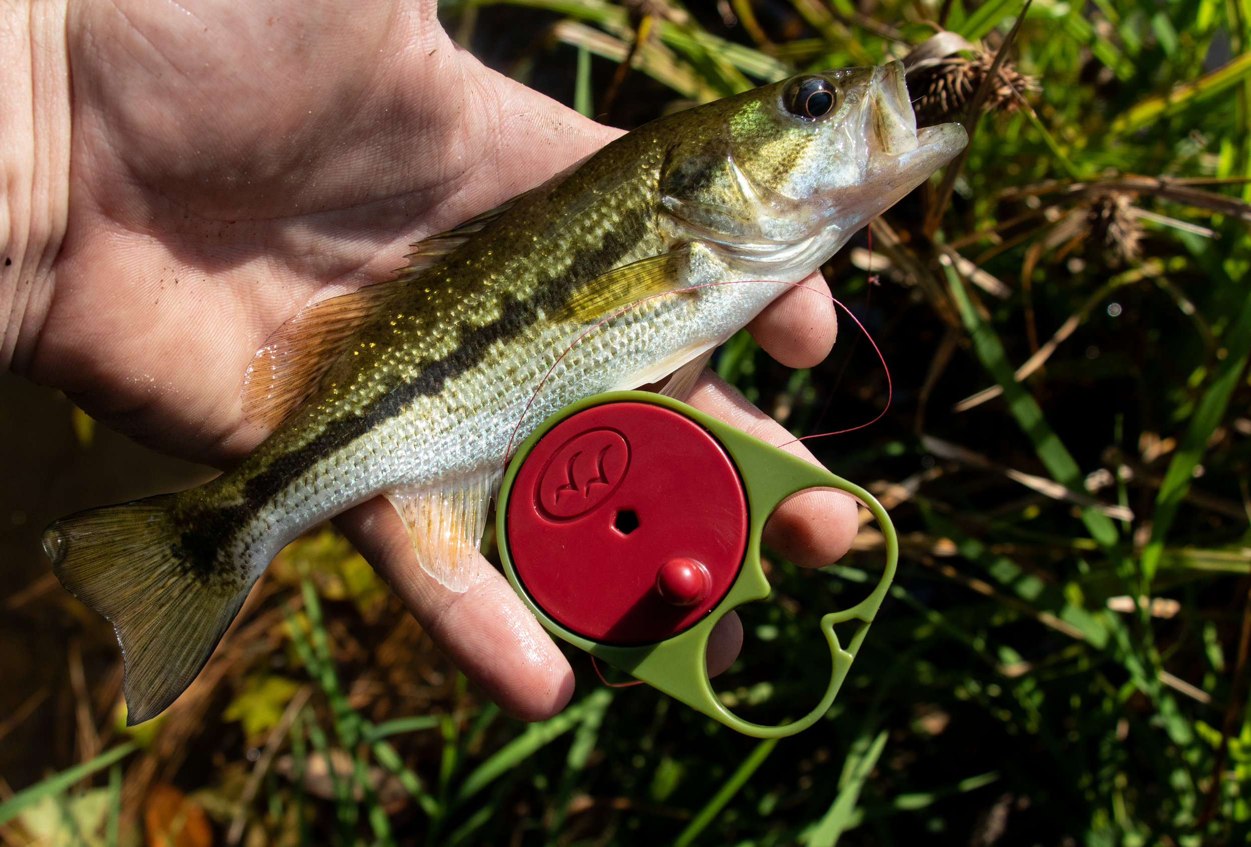 Gear Review: Rodless Reel (Survivor Series) — Roots, Game, and Trail