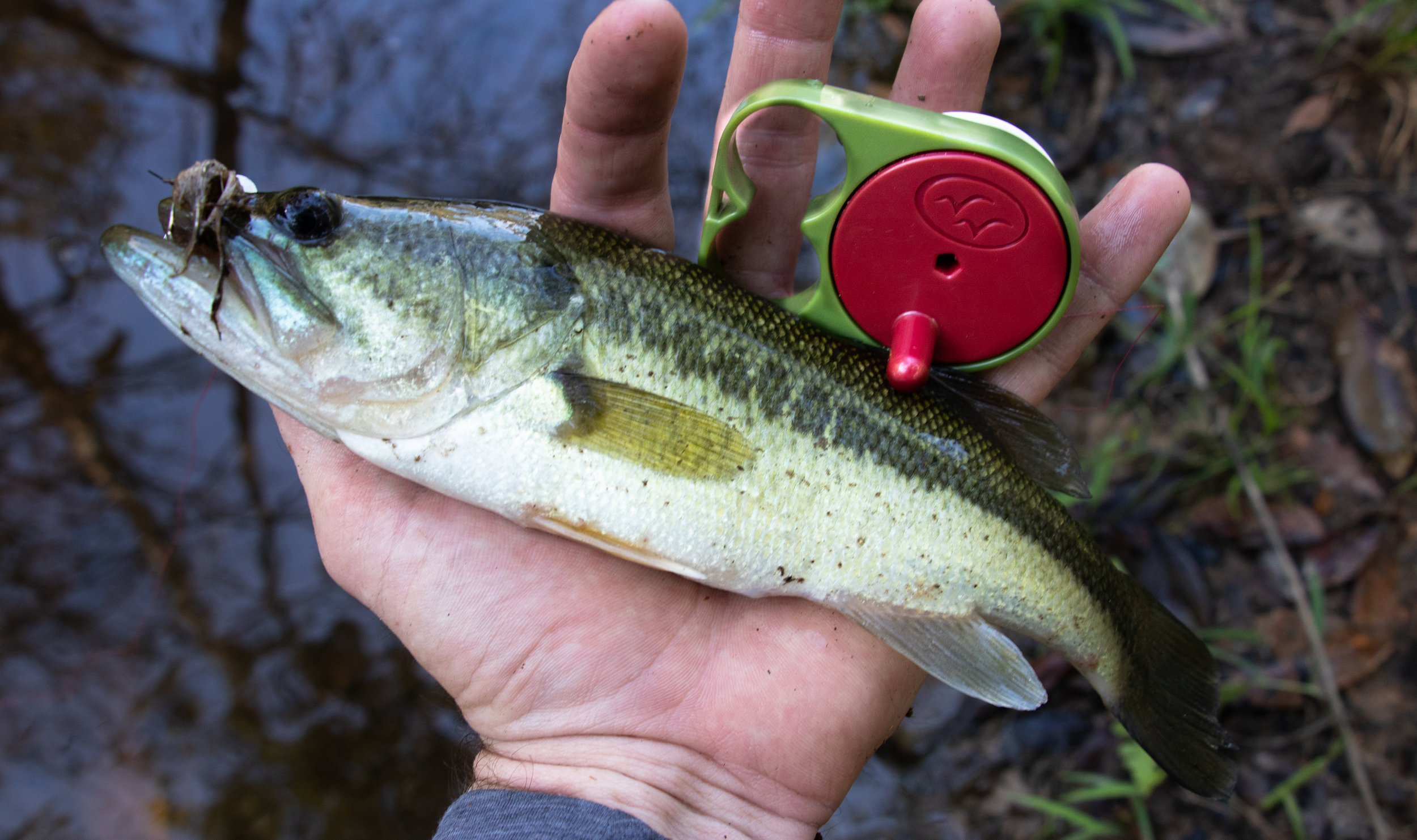 Gear Review: Rodless Reel (Survivor Series) — Roots, Game, and Trail