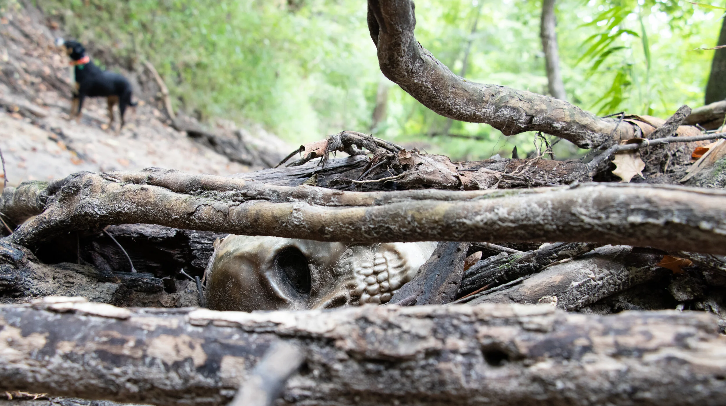 Halloween mask found in a small Texas stream. You never know what you’ll find.