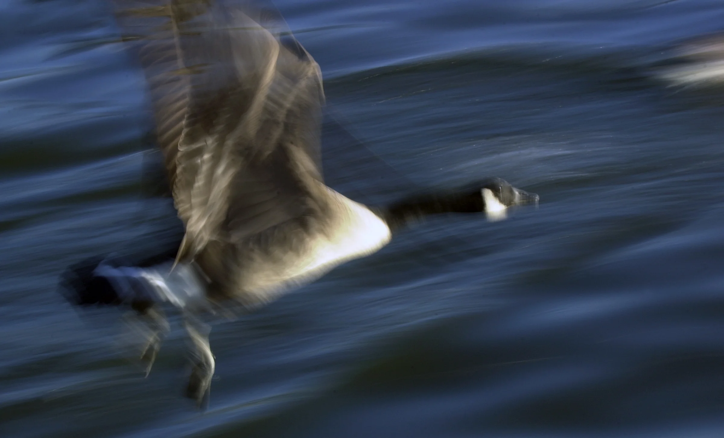 JCS Goose 03 1.jpg